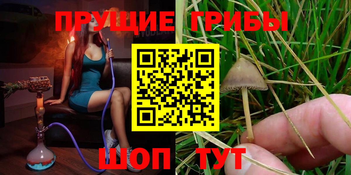 купить наркотики цена  Вход с VPN  Псилоцибиновые грибы Psilocybine cubensis  Верхняя Пышма  Псилоцибиновые грибы ЛСД 